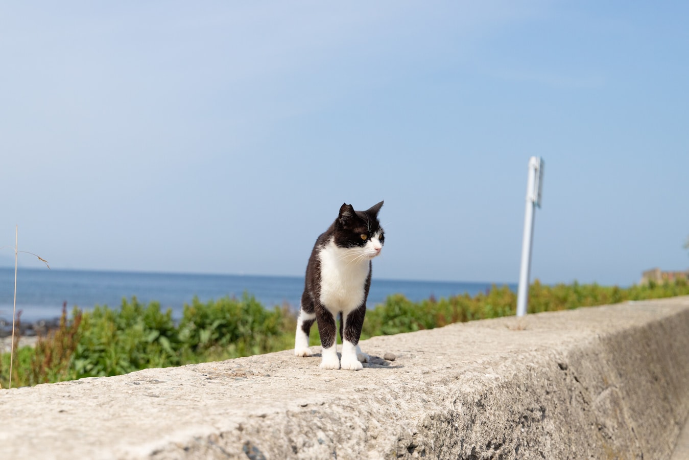暑い夏 猫が体調を崩さないために 猫が一番苦手なのは 猫 All About