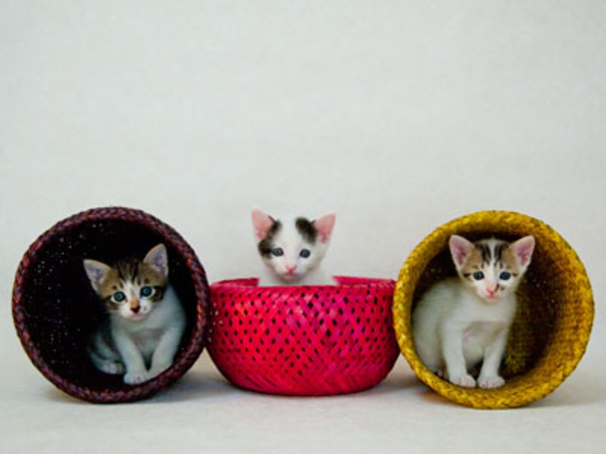 お気に入りの場所を決めるのは猫 猫 All About