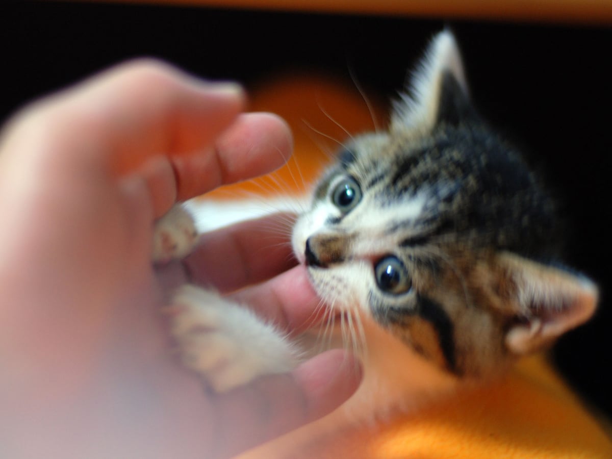 猫が最も猫らしく生きられる生活とは 猫を喜ばせる暮らし 猫 All About