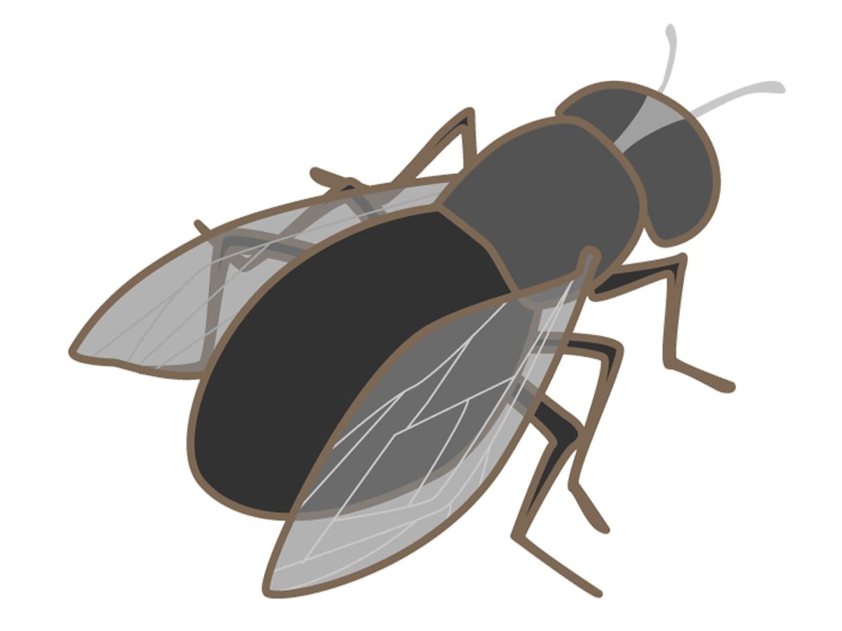 河川失明症 オンコセルカ症 の症状 治療 予防 感染症 All About