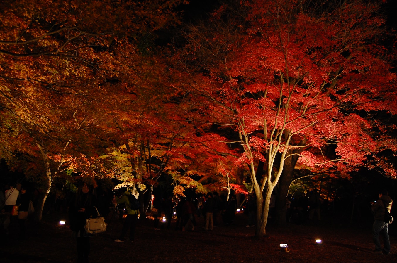 2 3 都心から秋のドライブで行く 紅葉ライトアップの名所 夜景 イルミネーション All About