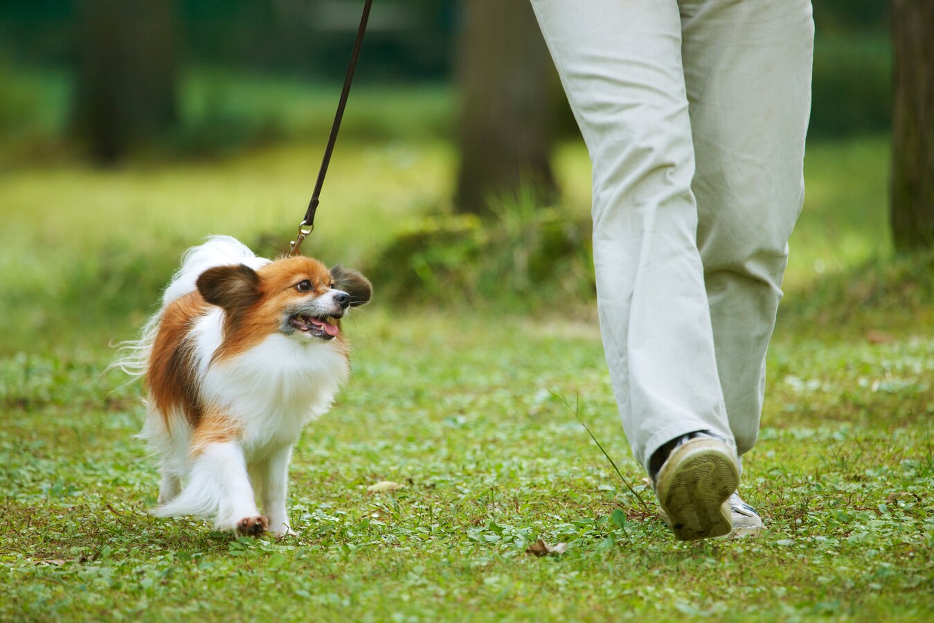 犬の分離不安や怖がりの原因は散歩不足 犬 All About