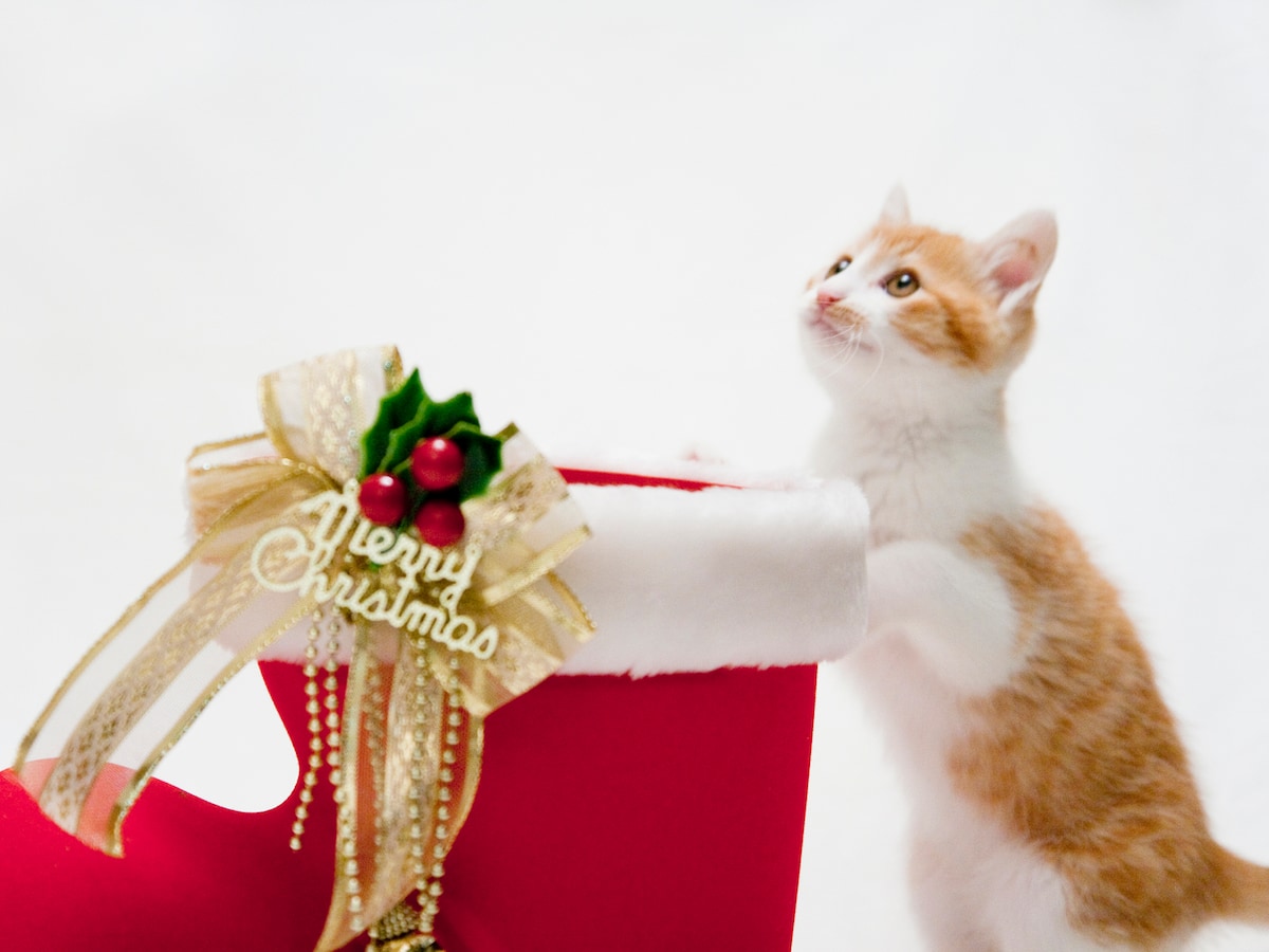 クリスマスが寂しい 1人で過ごすよりも残念なこと ひかりの恋愛コラム All About クリスマスが寂しい 1人で過ごすよりも残念なこと ひかりの恋愛コラム All About