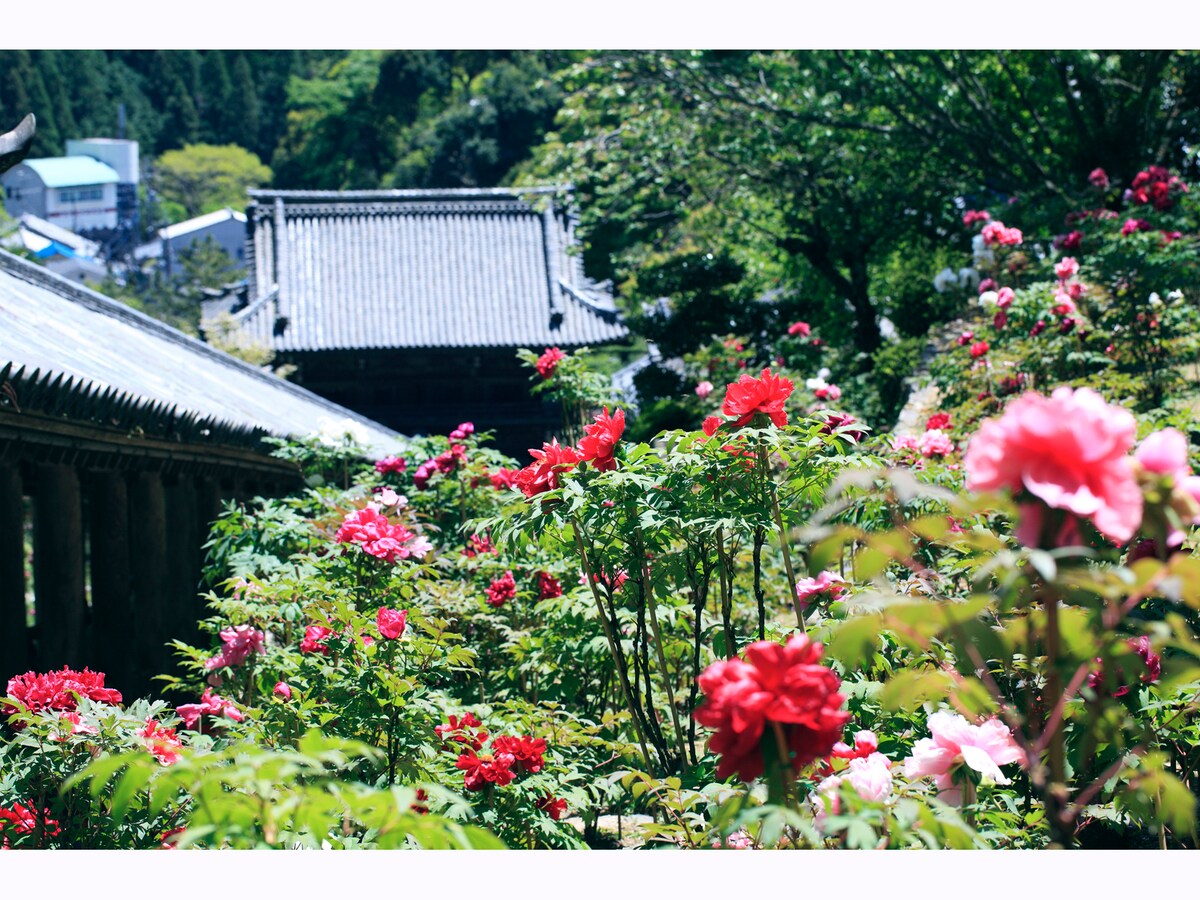 花と物語に彩られた古刹 奈良大和路の長谷寺を歩く 奈良の観光 旅行 All About