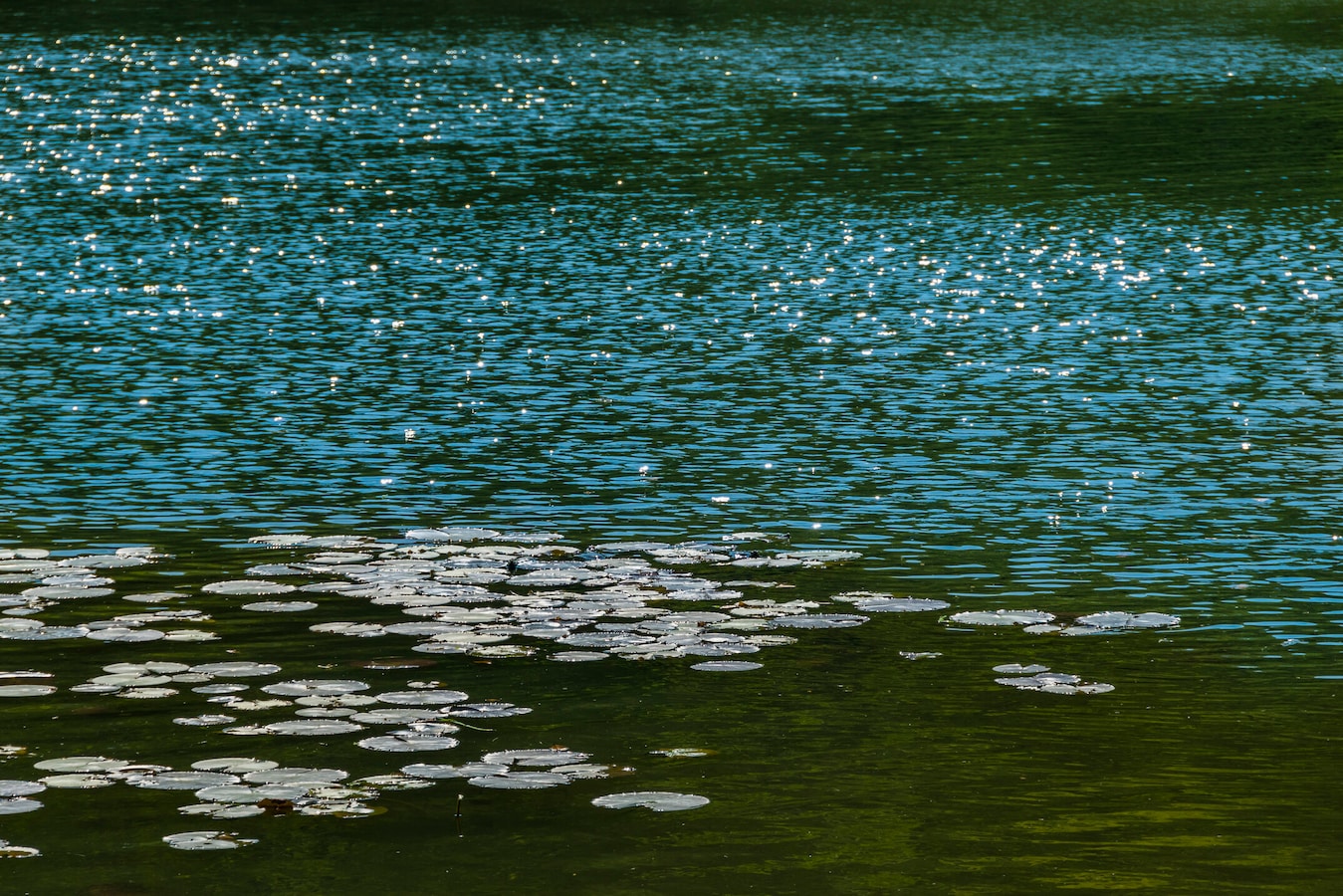 水草オンライン図鑑 わからない水草発見に 60種全画像付き 熱帯魚 All About