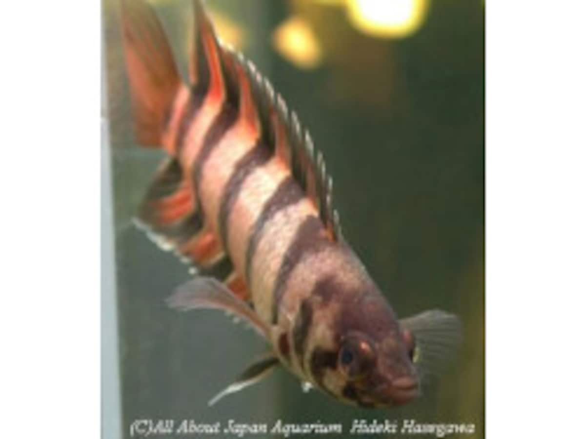 ミクロクテノポマ・アンソルギーの基本情報と飼育方！ [熱帯魚] All About