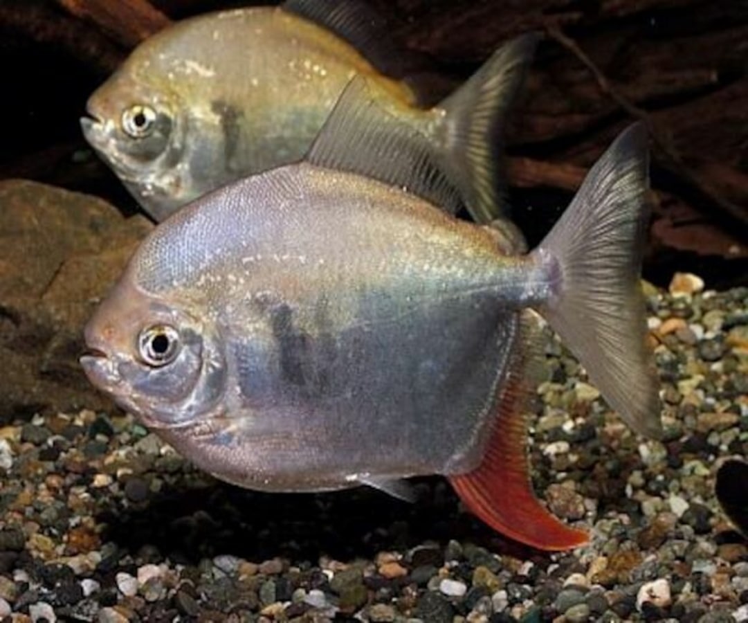 レッドフックメチニスの基本情報……中型になるカラシンの仲間！ [熱帯魚 