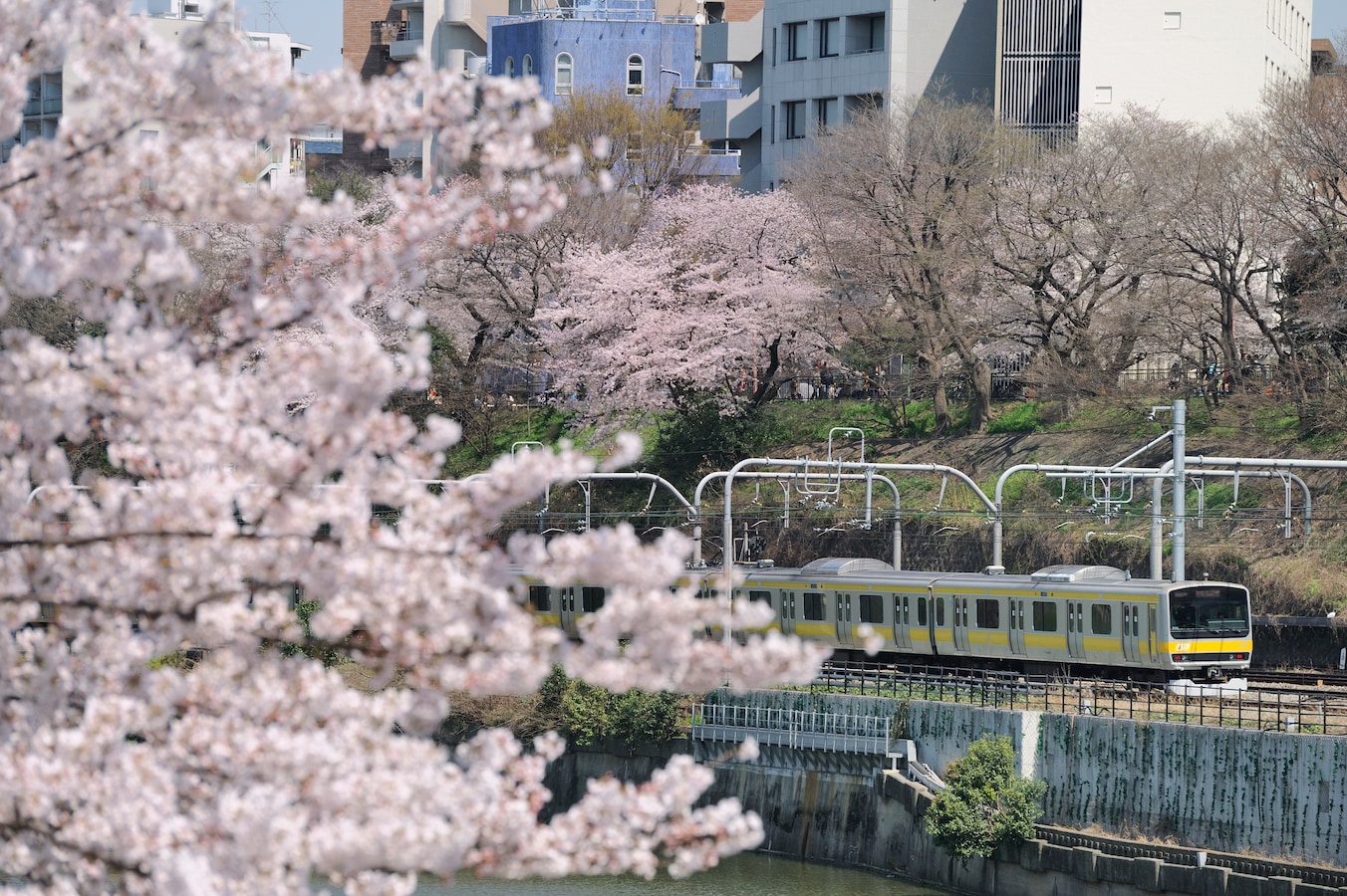 車窓からお花見 桜が楽しめる東京都内の路線4選 日帰り旅行 All About 車窓からお花見 桜が楽しめる東京都内の路線4選 日帰り旅行 All About