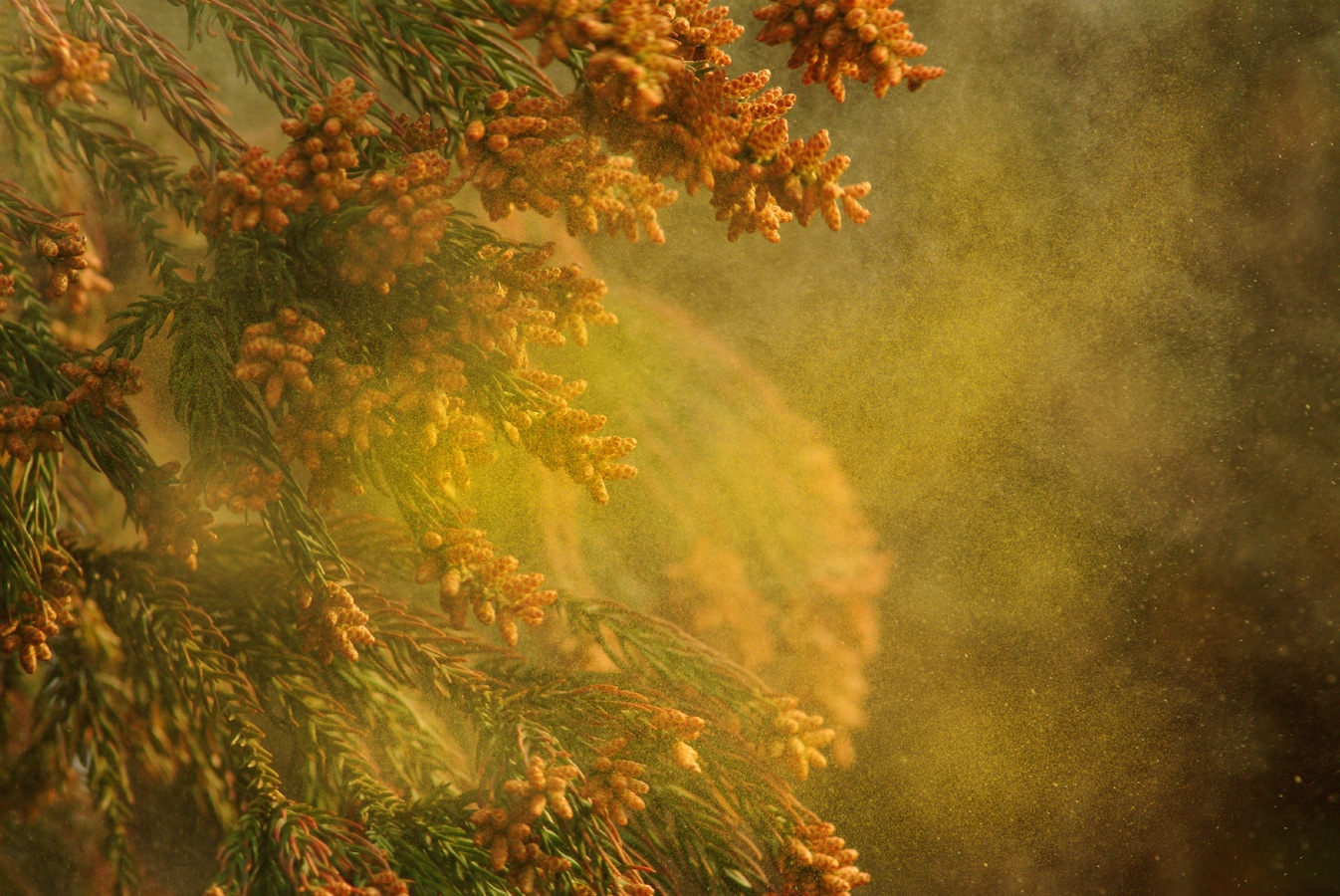 花粉症による肌荒れやかゆみの予防法 治療法 皮膚 爪 髪の病気 All About