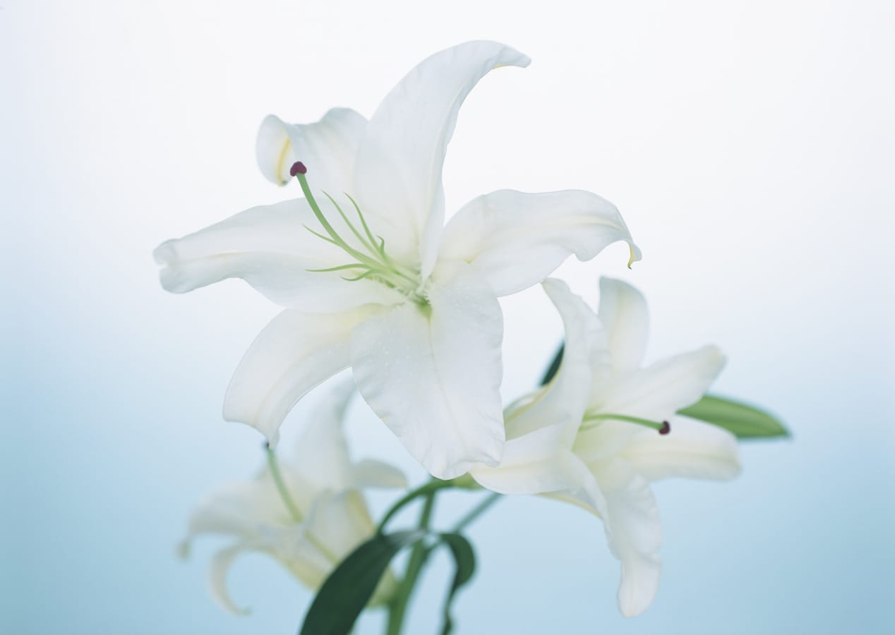 お墓参りに適した花の種類は 価格 お供えのマナー 法事 法要の手順 All About お墓参りに適した花の種類は 価格 お供えのマナー 法事 法要の手順 All About