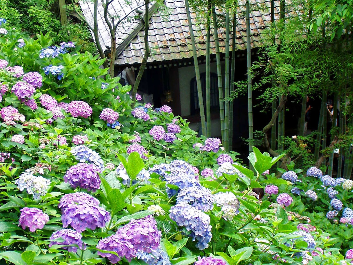 鎌倉 アジサイの綺麗なお寺はどこ 見頃 混雑状況 鎌倉 江ノ島の観光 旅行 All About
