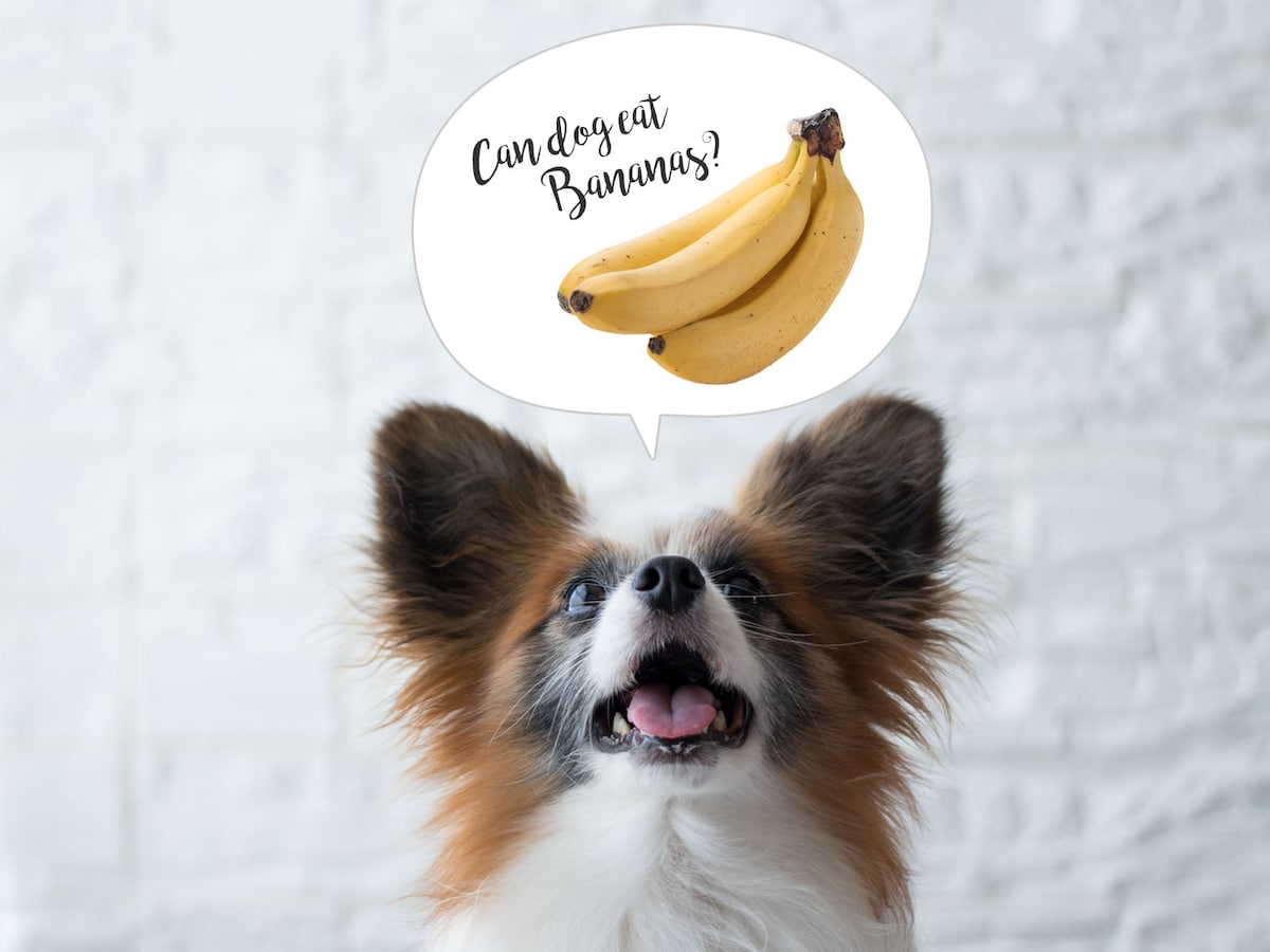 れる 犬 バナナ 食べ