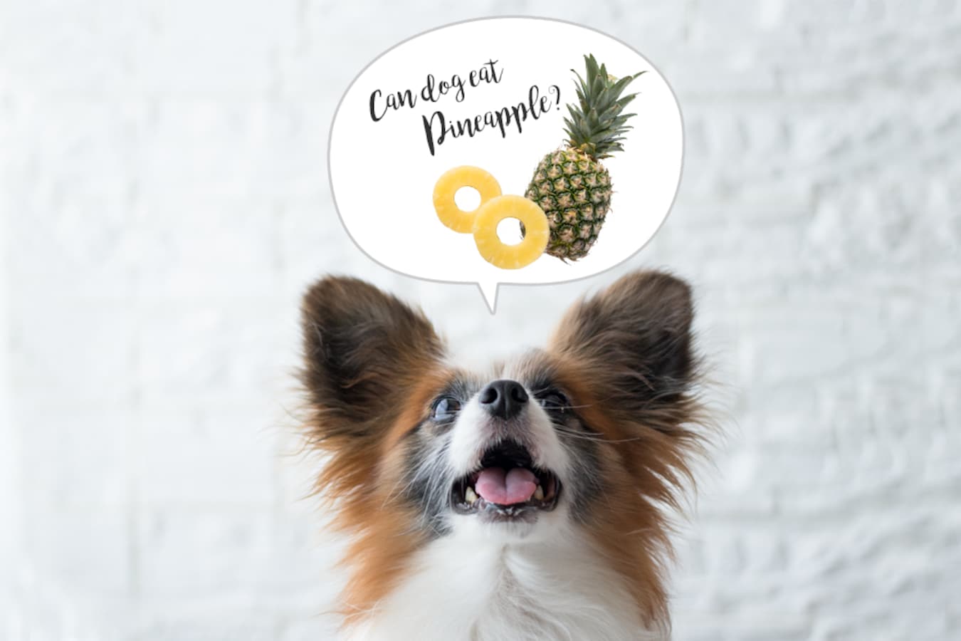 犬にパイナップルを与える健康へのメリットと注意点 All About掲載 犬ごはん先生いちかわあやこ Official Web Site