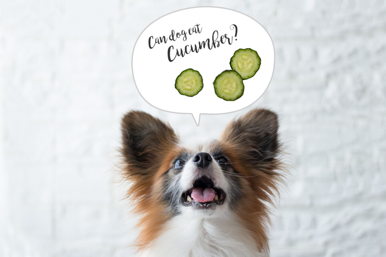 犬にきゅうりを与える時の注意点と健康へのメリット All About掲載 犬ごはん先生いちかわあやこ Official Web Site 犬にきゅうりを与える時の注意点と健康へのメリット All About掲載 犬ごはん先生いちかわあやこ Official Web Site