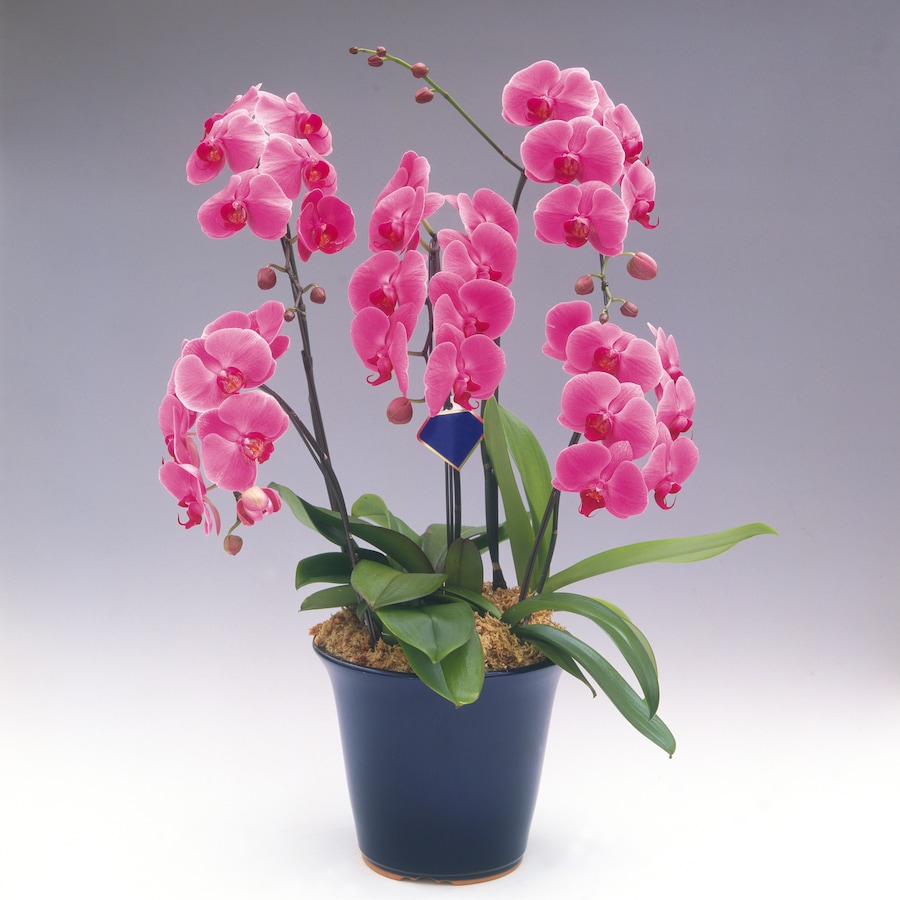 胡蝶蘭など 開業 開店のお祝い品のマナーと選び方 総務 人事 All About