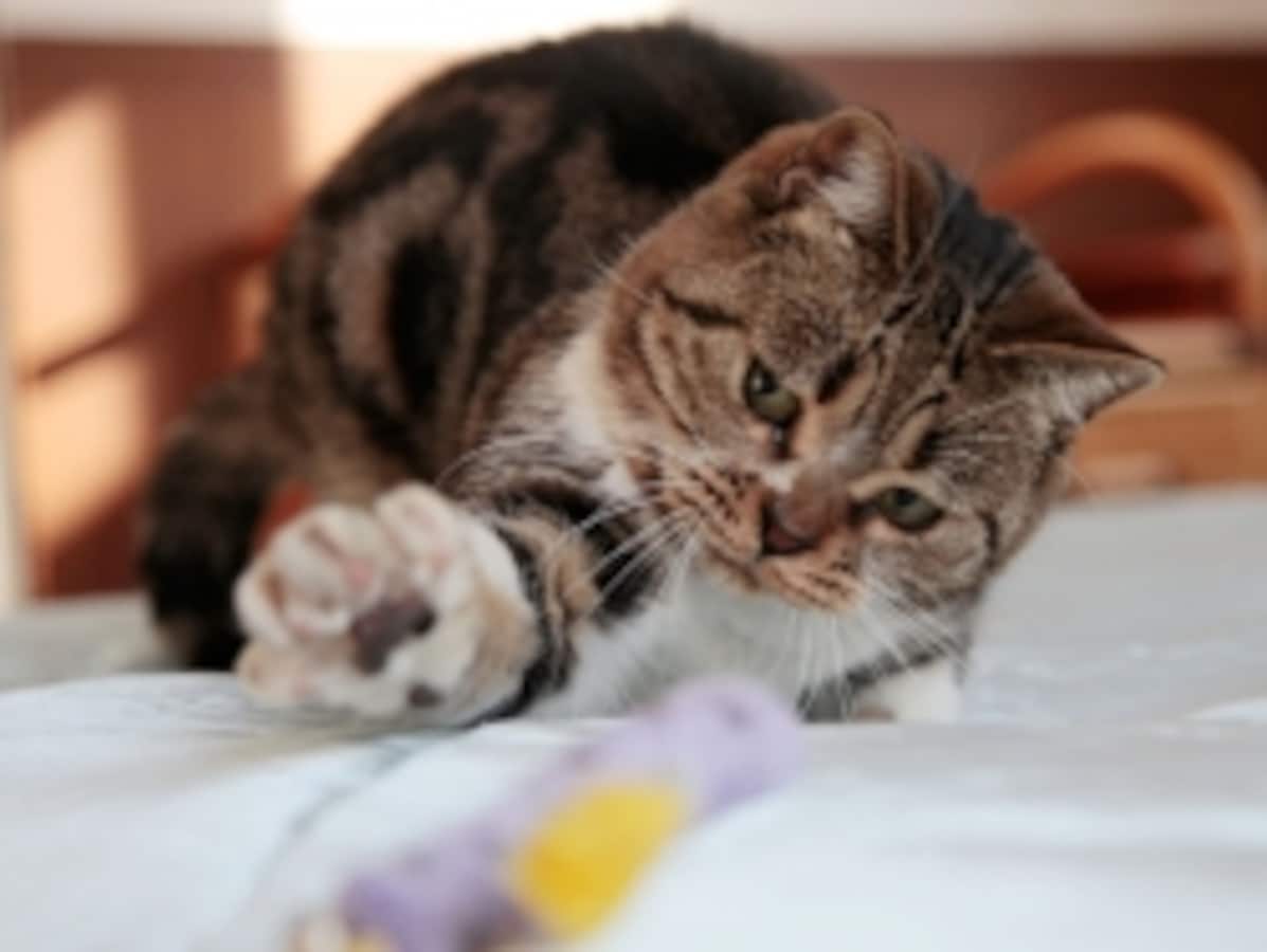 猫パンチ 猫パンチの応酬！ 箱の中で“液体”になりながら《パンチ》→「倍返し