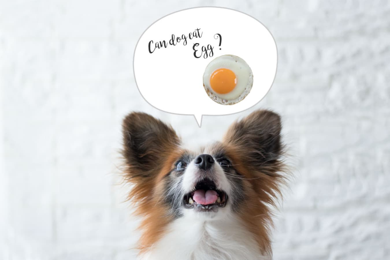 犬に卵を与えると健康に良い 期待できることと注意点とは 犬 All About