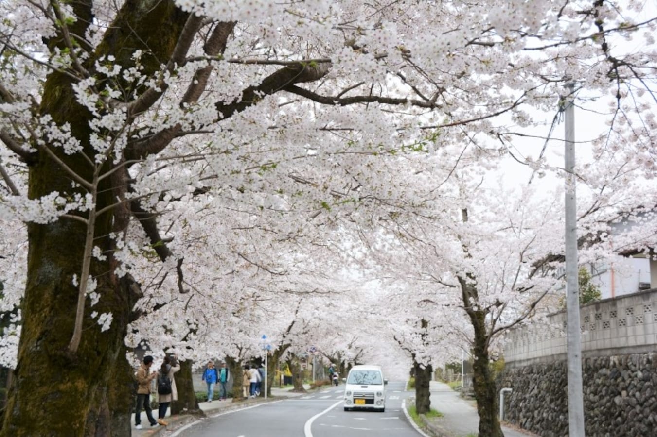 長瀞の桜並木が美しい！エリア別見ごろ情報2018（画像）（4ページ目）