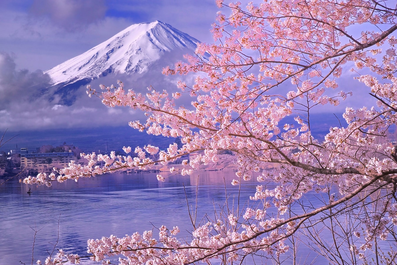 2023河口湖游玩攻略,...成片的樱花树，加上今天的...【去哪儿攻略】