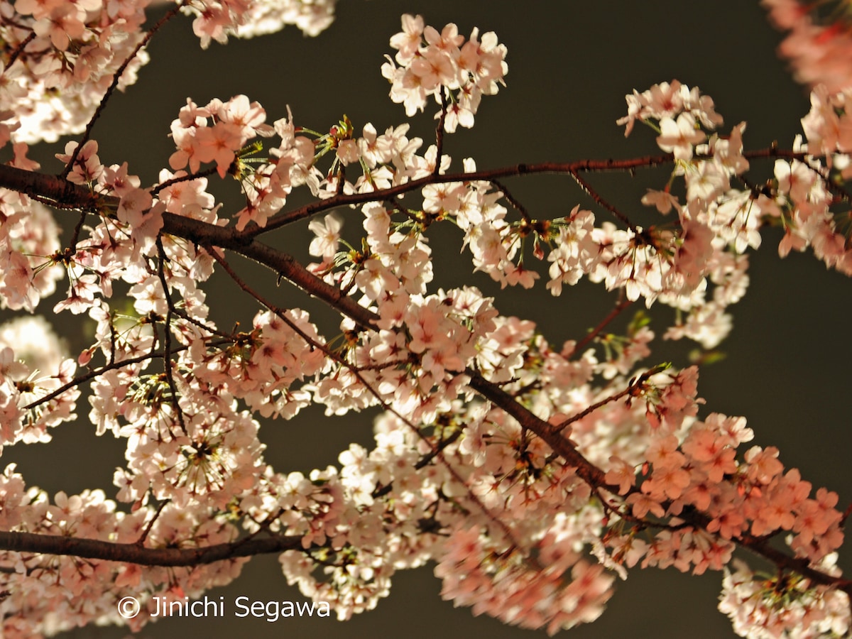 夜桜をきれいに撮る方法 コツをプロがやさしく解説 写真撮影 All About 夜桜をきれいに撮る方法 コツをプロがやさしく解説 写真撮影 All About