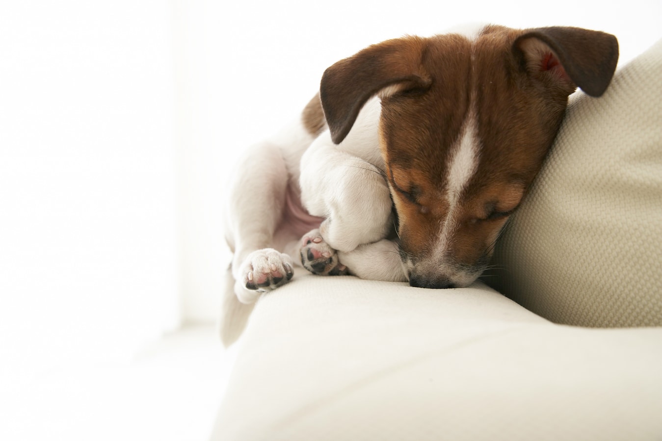 犬の睡眠時間はどのくらい 犬が快適な睡眠をとるためには 犬 All About