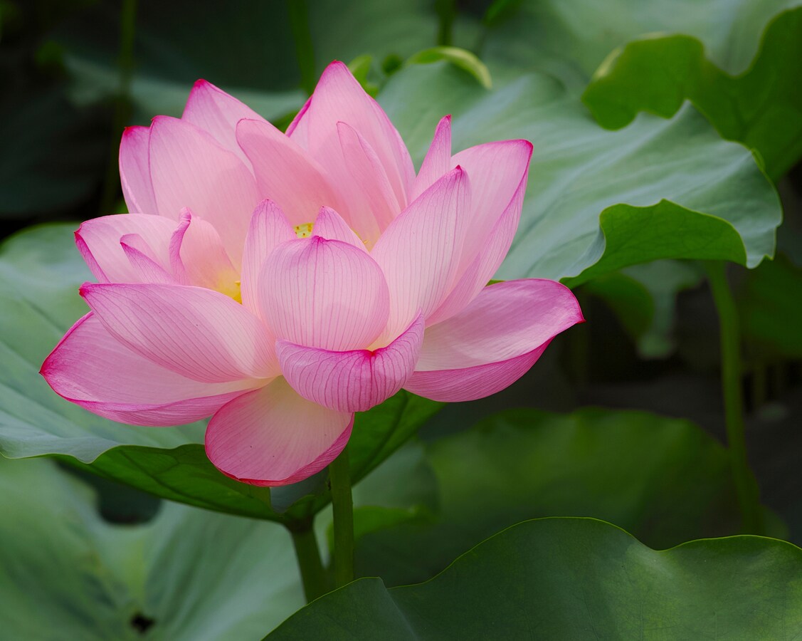 上司の機嫌に振り回される毎日 人間関係の悩み ストレスマネジメント All About