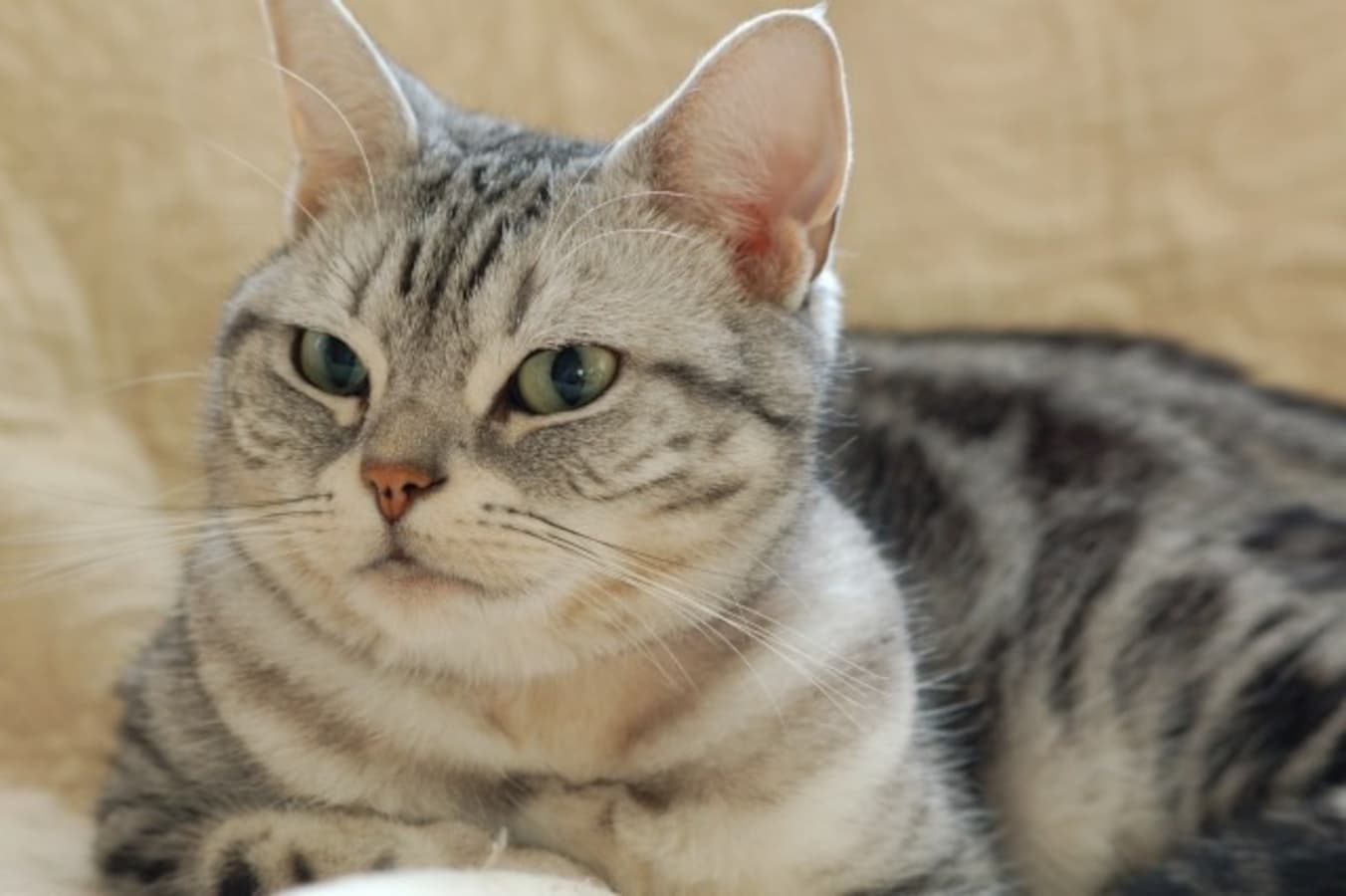 アメリカンショートヘアの性格 特徴や寿命 飼育方法 猫 All About