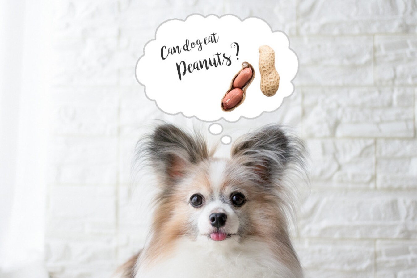 犬はピーナッツを食べても大丈夫 避けた方がいい理由 犬 All About