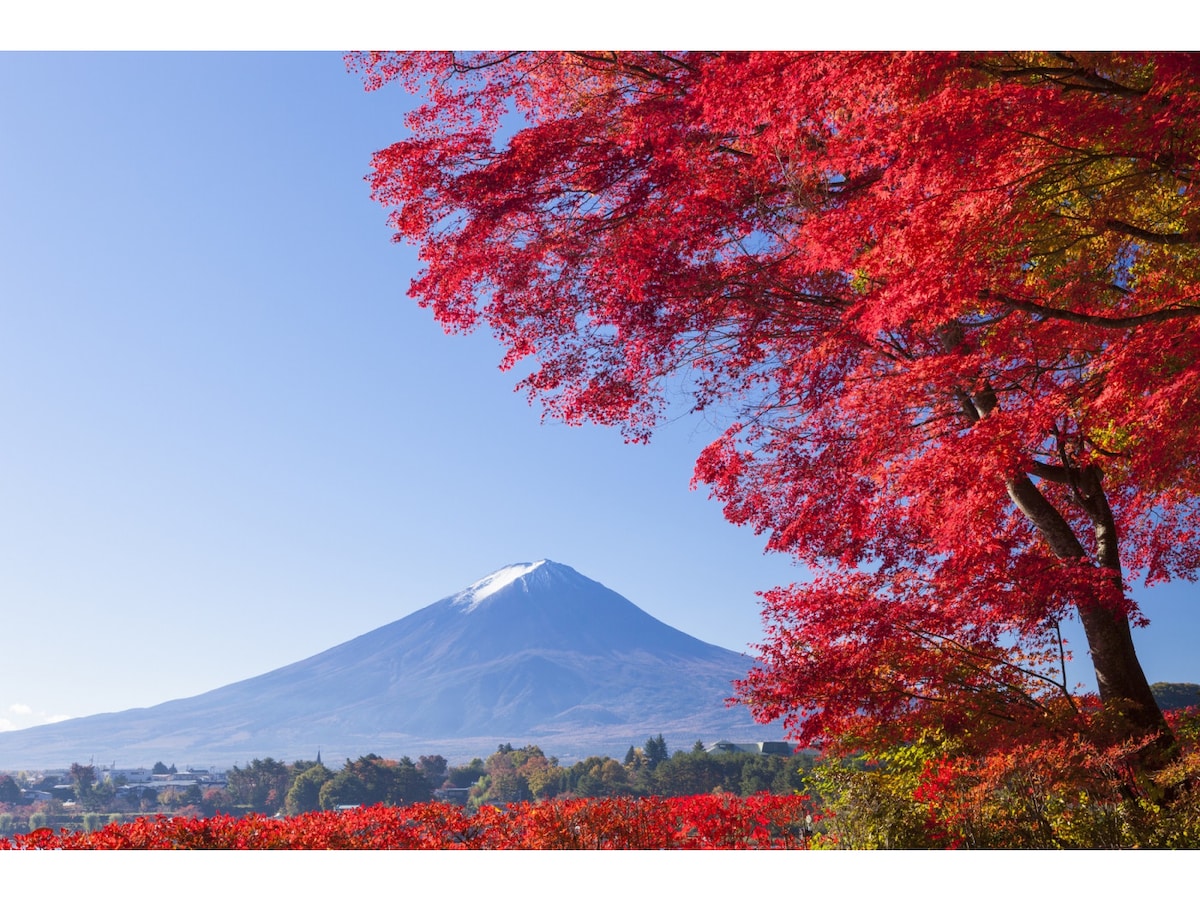 河口湖の紅葉2019！もみじ回廊などおすすめスポットと見頃時期 [山梨の