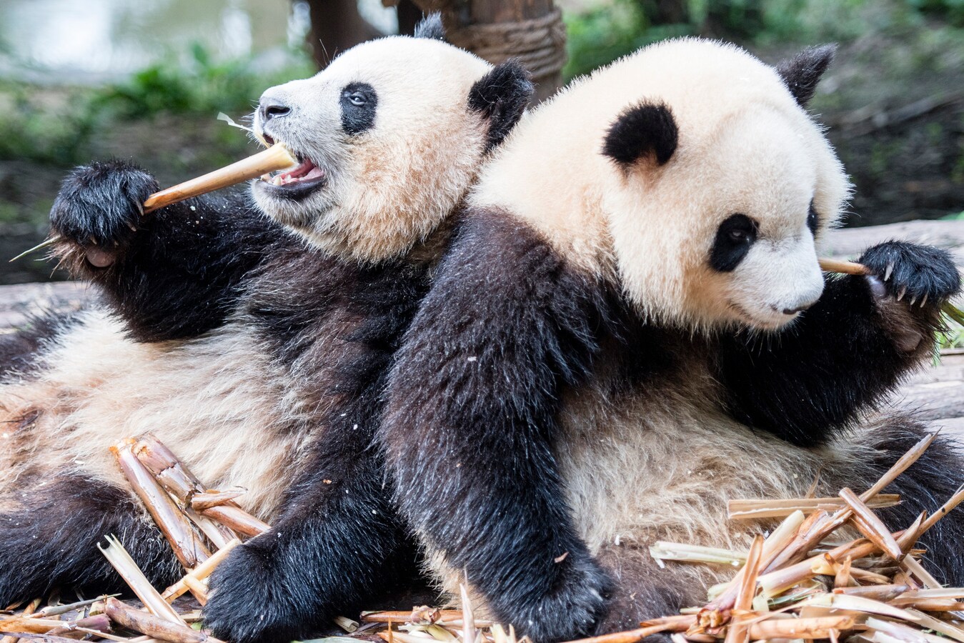 中国語の知識ゼロから お得に中国語を習得する方法 家計簿 家計管理 All About