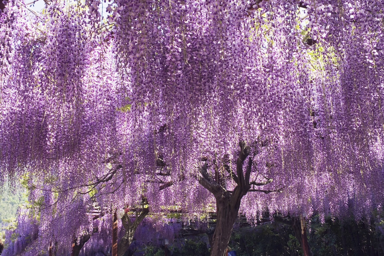 鬼滅の刃の世界観がココに 行っておきたい 聖地 スポットをご紹介 寺 神社 All About