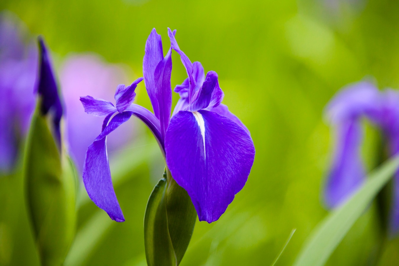 いずれ菖蒲か杜若 とは 菖蒲湯に入れるのは何 アヤメ カキツバタ ショウブの違いや見分け方 暮らしの歳時記 All About いずれ菖蒲か杜若 とは 菖蒲湯に入れるのは何 アヤメ カキツバタ ショウブの違いや見分け方 暮らしの歳時記 All About