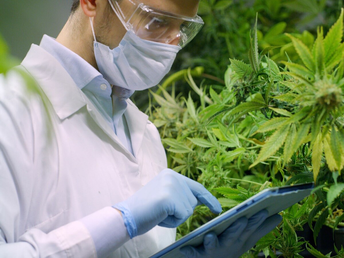 大麻成分thcは大麻草には存在しない カンナビノイドとは 依存症 All About