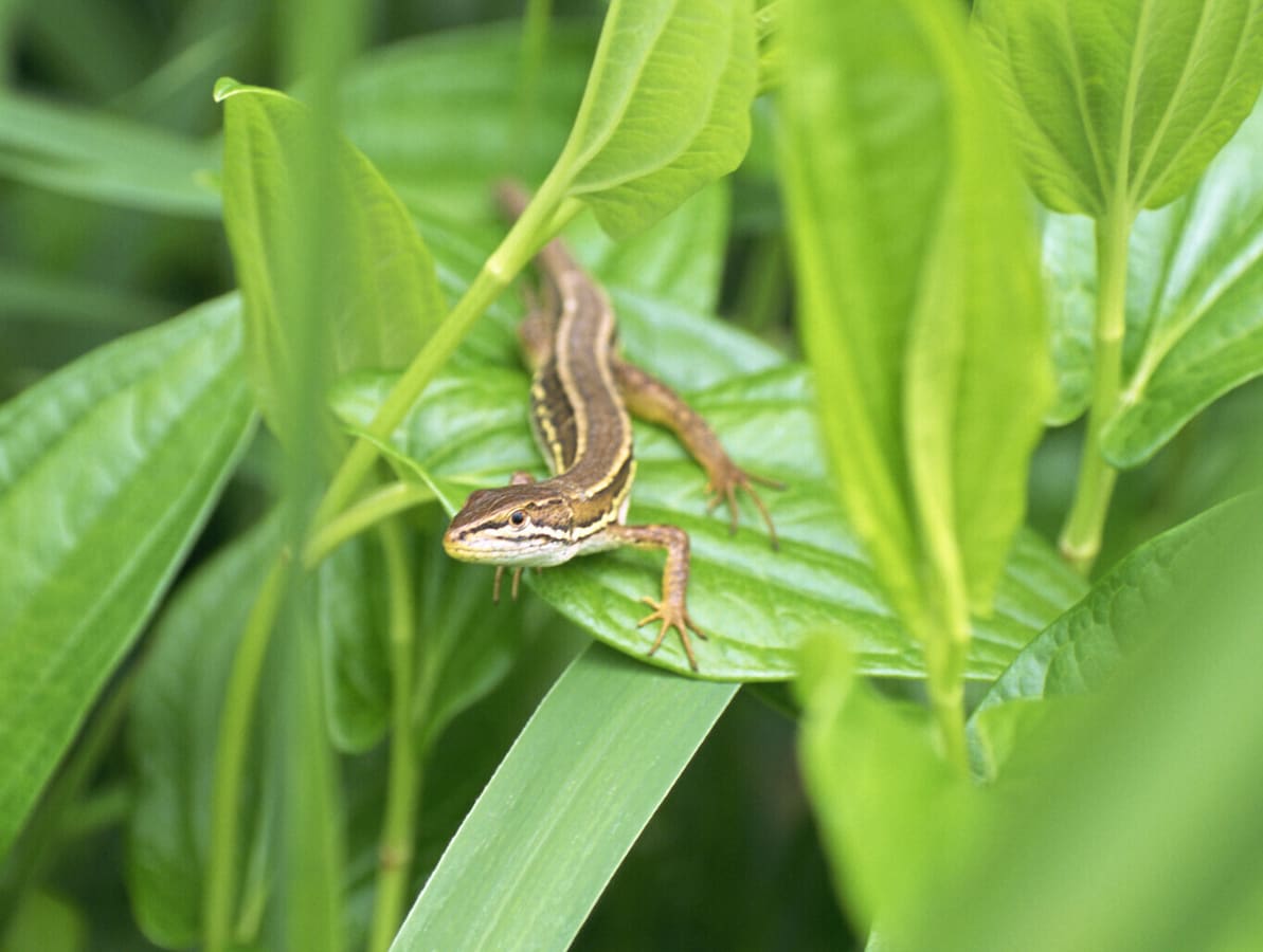 知ってる イモリ ヤモリ トカゲ カナヘビの違い 爬虫類 両生類 All About