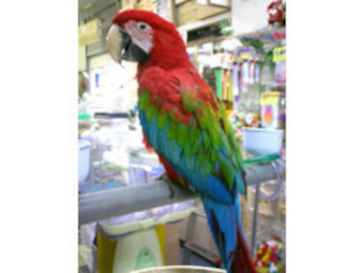一人暮らしのあなたにぴったり しゃべる鳥を飼おう 小動物 All About