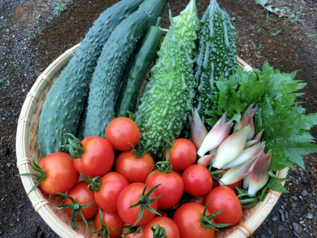9月に何を植えるか 菜園 大根 レタス ルッコラ マシェ