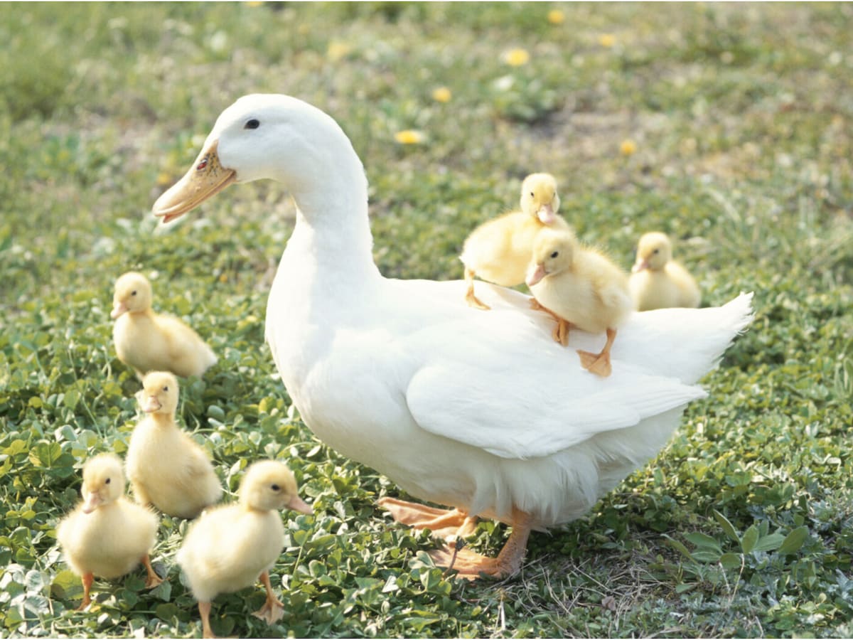 ☆【アヒル・コールダック用（ヒナにも） 完全飼育飼料3種セット-1kg×