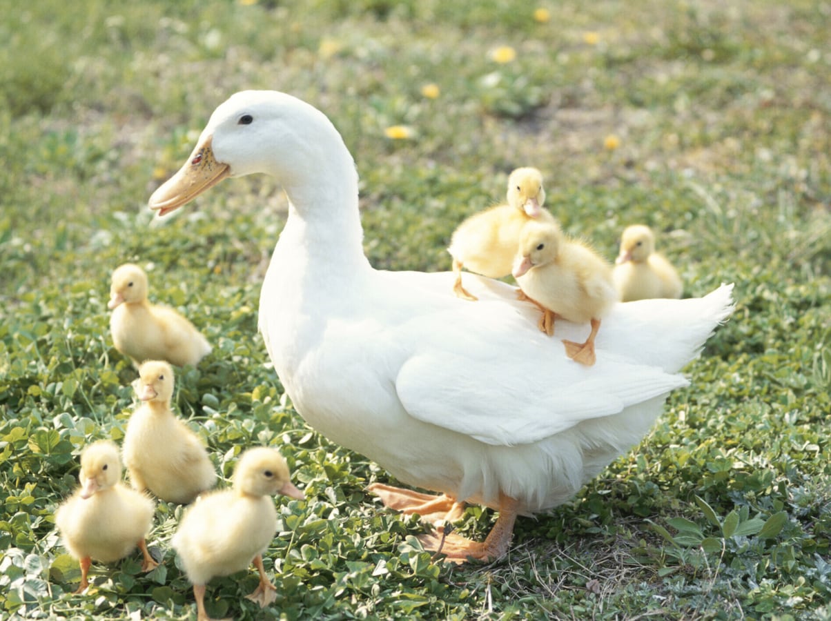 アヒル、コールダック、水鳥 ヒナ·繁殖向け飼料 3kg アヒル、コール