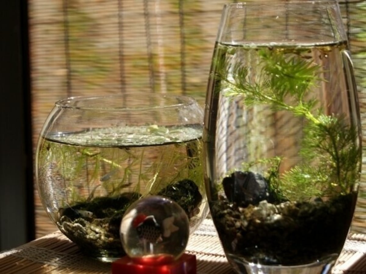 ボトルアクアリウムに入れたい 手間のかからない生体6選 魚 All About