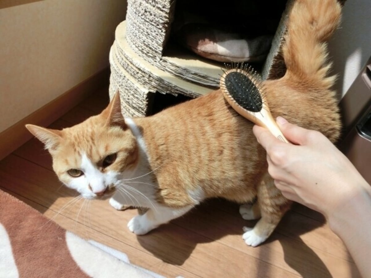 愛猫家必読 猫の飼い方がよく分かるおすすめの10冊 猫 All About