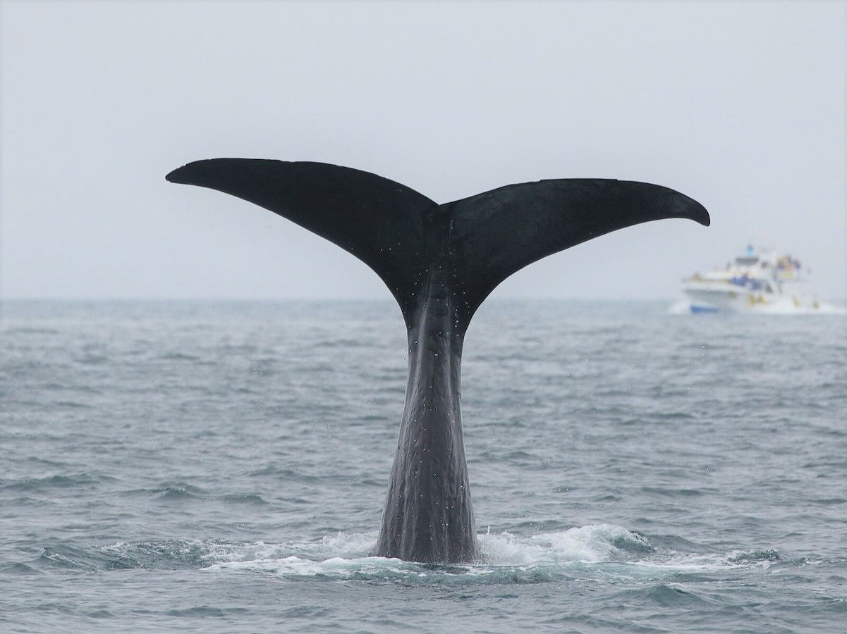 大阪湾に迷い込んだクジラ「淀ちゃん」は、 なぜ迷子になってしまったのか？救出することはできた？