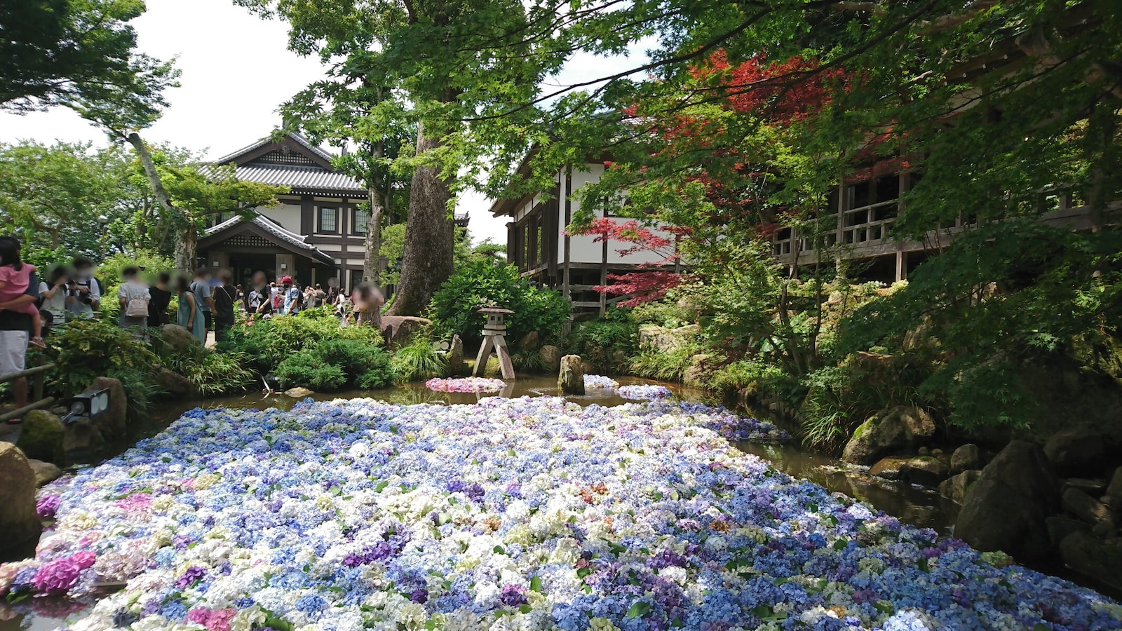 絶景…あじさいが池を埋め尽くす「水中華」は息をのむほどの美しさ！ 雨引観音・あじさい祭の見どころ [名所・旧跡] All Aboutのサムネイル画像