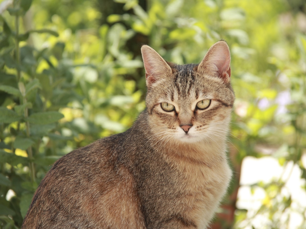 猫が来なくなる方法とは 庭の猫よけ 糞尿被害対策 猫 All About