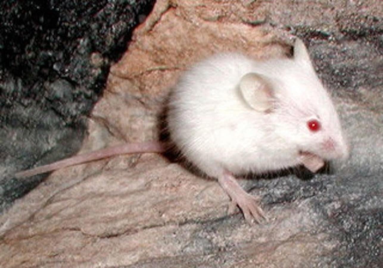 ハツカネズミの繁殖方法 餌用マウスを飼育 繁殖させるポイント 爬虫類 両生類 All About