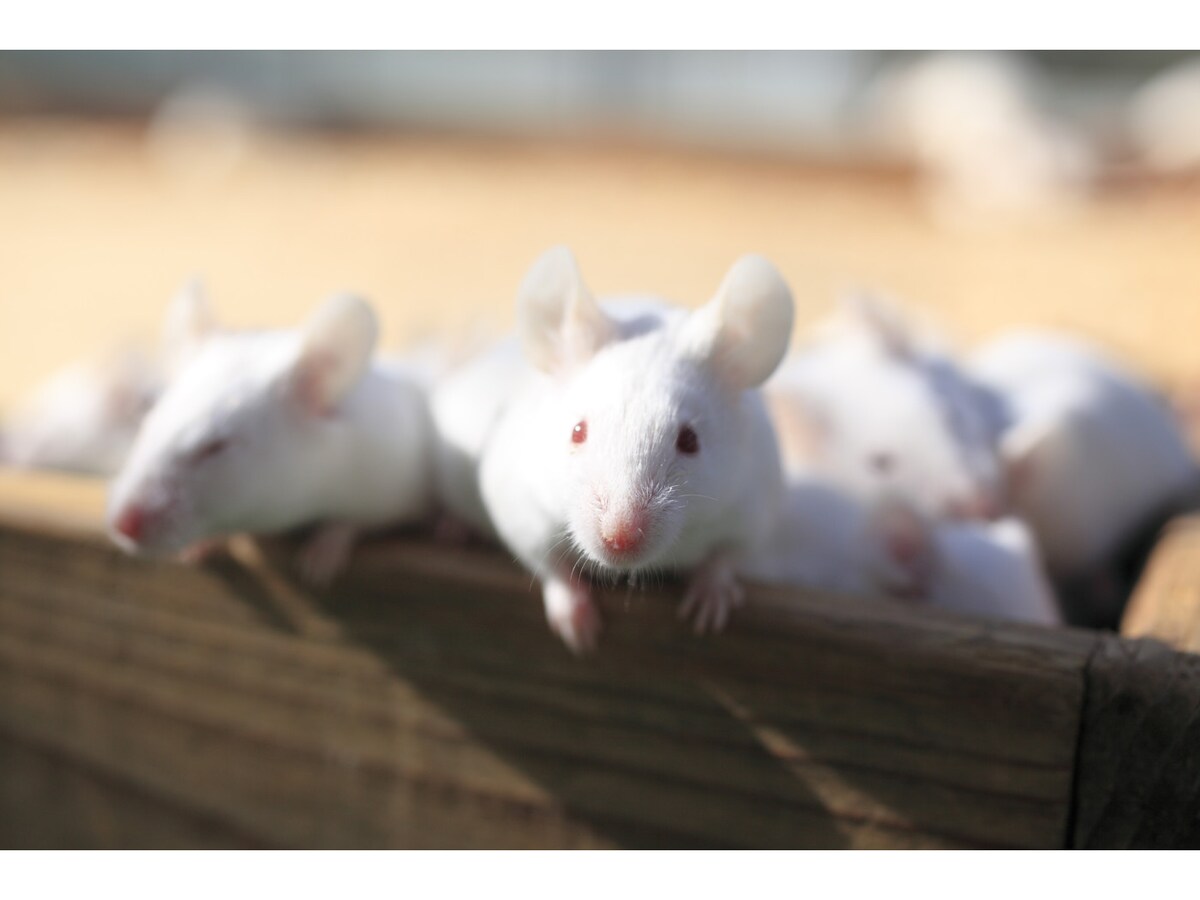 餌用ラットの飼育・繁殖方法とは？メリット・デメリット [爬虫類