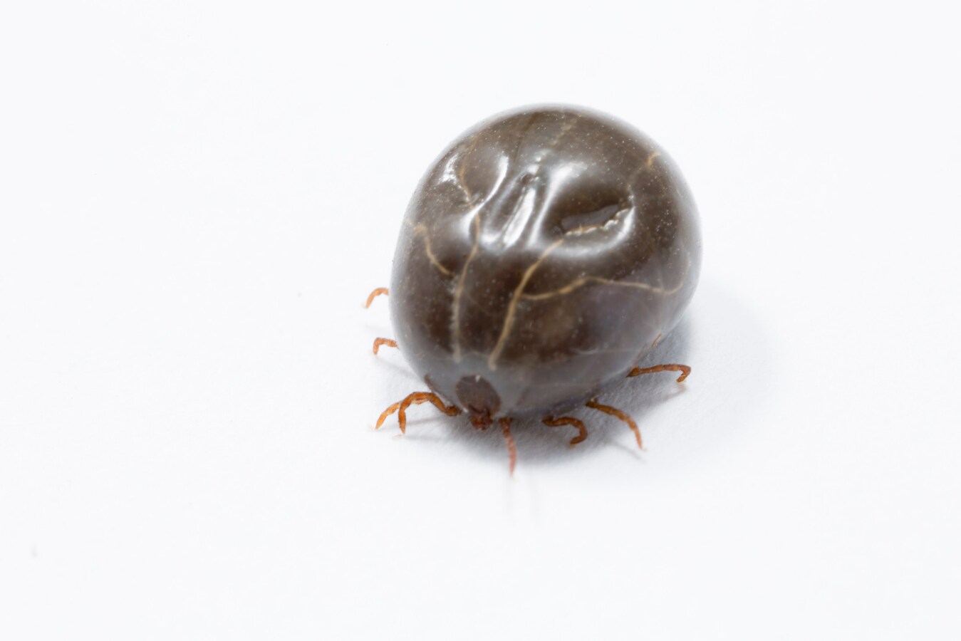 ペットの皮膚からダニの頭を取り除く方法