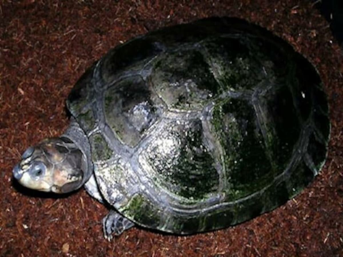 モンキヨコクビガメの基本情報と飼育方法 容器内レイアウトや餌は 爬虫類 両生類 All About