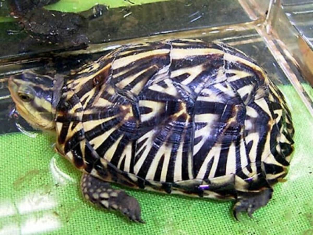 クリーパーアメハコ百景アメリカハコガメ飼育術 クリーパーアメハコ百景アメリカハコガメ飼育術|mercariメルカリ