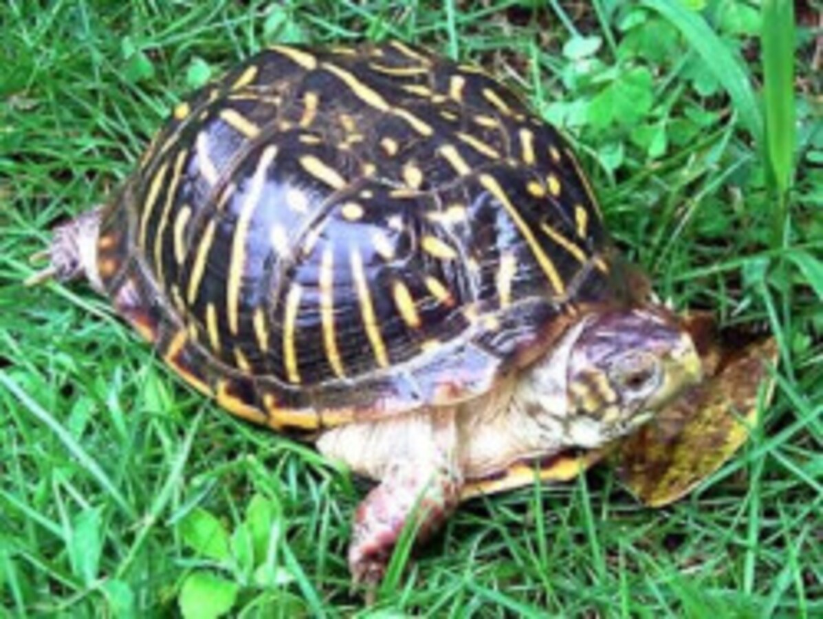 クリーパーアメハコ百景アメリカハコガメ飼育術