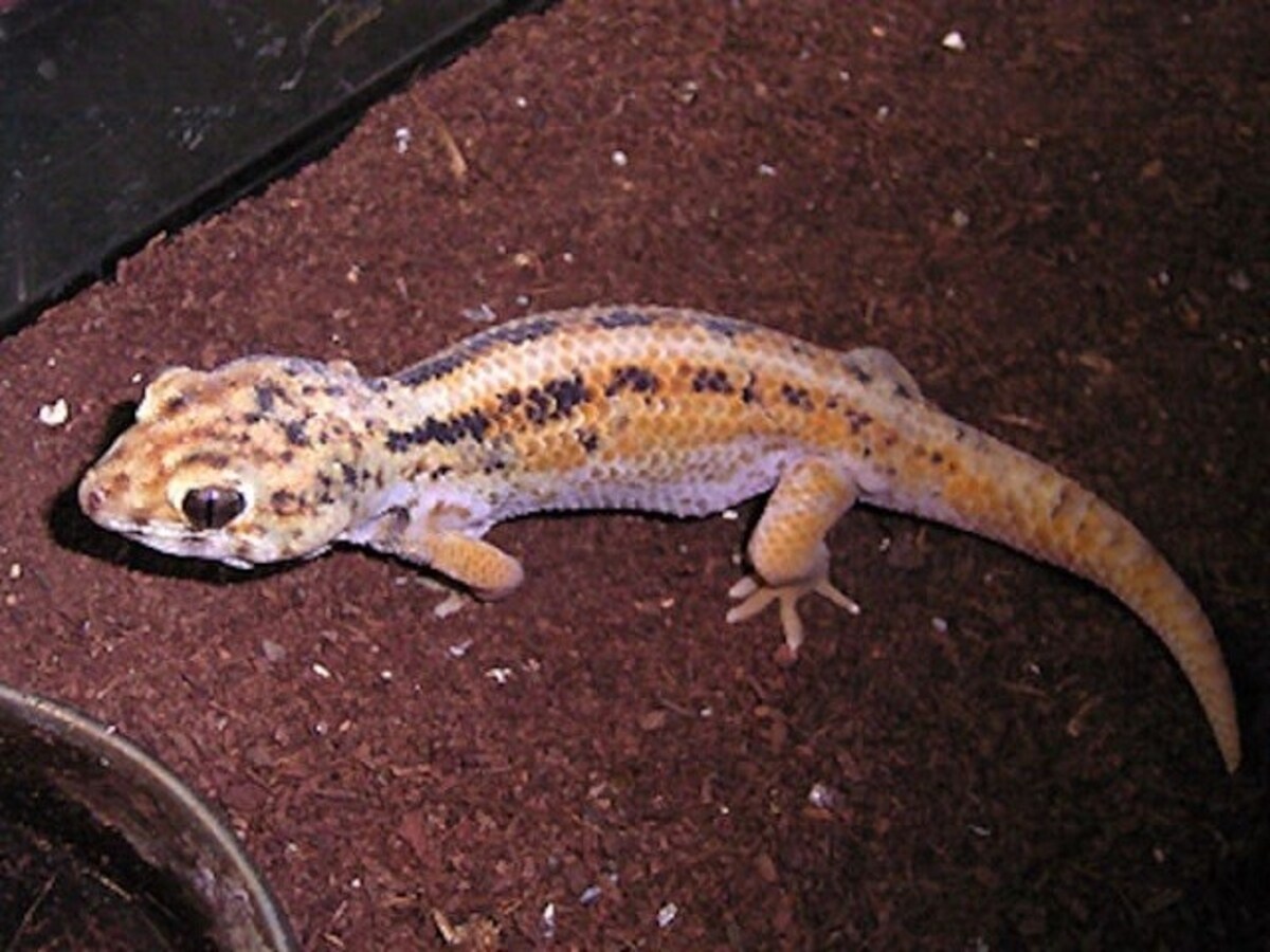 カイザリングスキンクヤモリの基本情報と飼育方法 [爬虫類・両生類